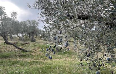 SEFERİHİSAR ORHANLIDA KÖYE 500 METRE TEK TAPU 8.430.00 M2 TARLA 