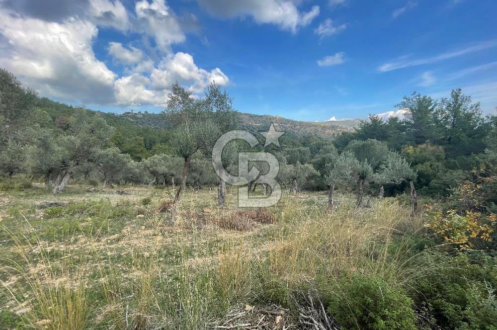 SEFERİHİSAR ORHANLIDA KÖYE 500 METRE TEK TAPU 8.430.00 M2 TARLA 