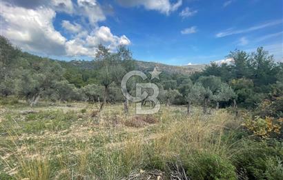 SEFERİHİSAR ORHANLIDA KÖYE 500 METRE TEK TAPU 8.430.00 M2 TARLA 