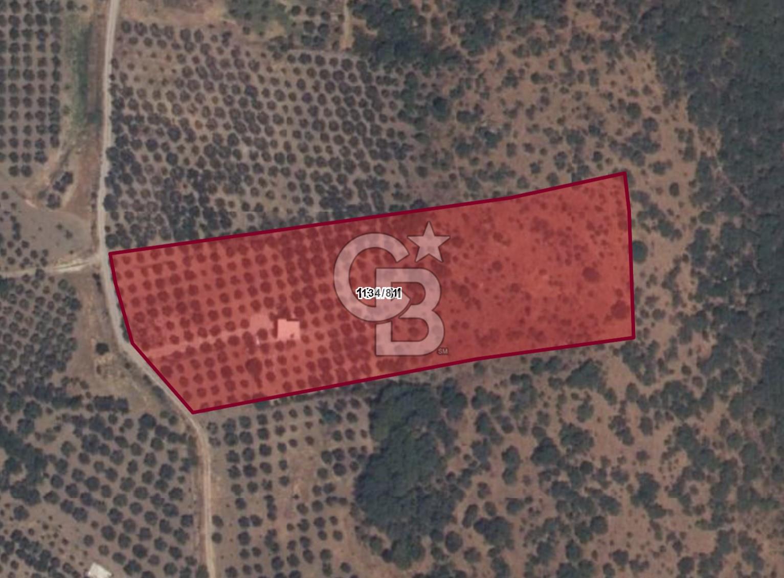 C.B ROUTE'TAN MUHTEŞEM SATILIK ZEYTİNLİK VE BETONARME EV