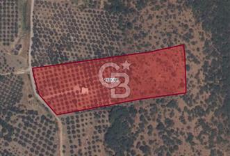 C.B ROUTE'TAN MUHTEŞEM SATILIK ZEYTİNLİK VE BETONARME EV - 1 - 319081