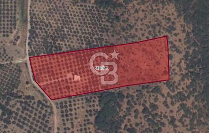 C.B ROUTE'TAN MUHTEŞEM SATILIK ZEYTİNLİK VE BETONARME EV