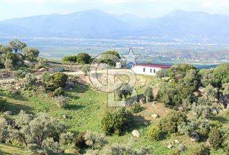 Aydın - Çakırbeyli Adnan Menderes'in Meşhur Köyünde Eşsiz Numeratajlı Arazi - 1 - 318880