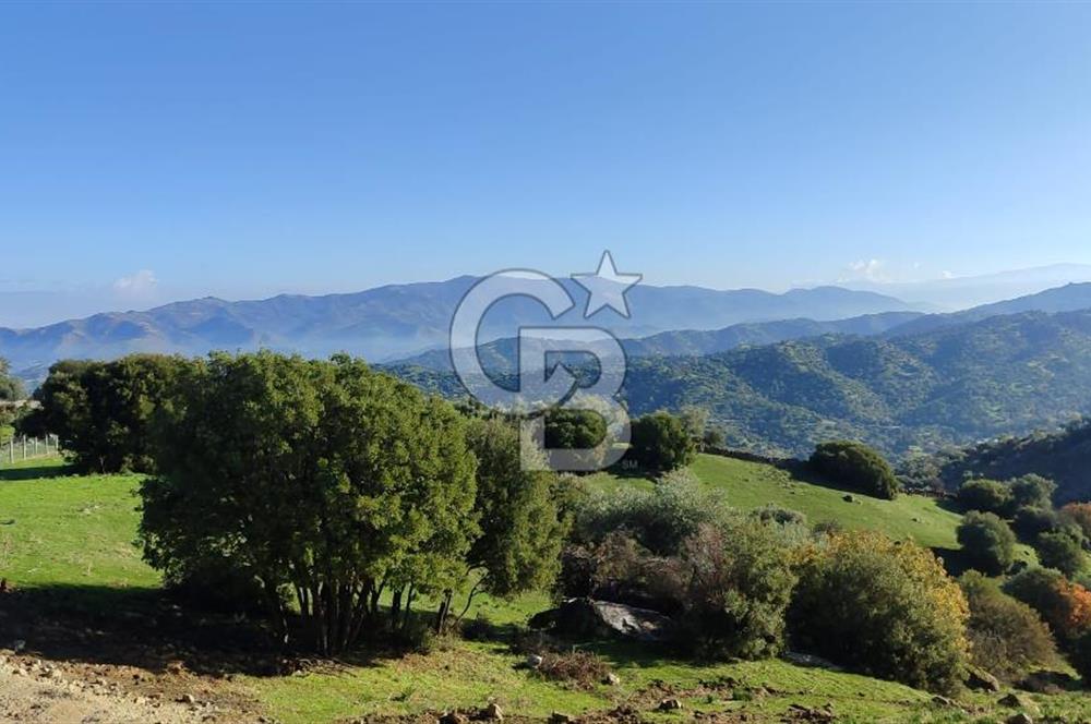 Aydın - Çakırbeyli Adnan Menderes'in Meşhur Köyünde Eşsiz Numeratajlı Arazi