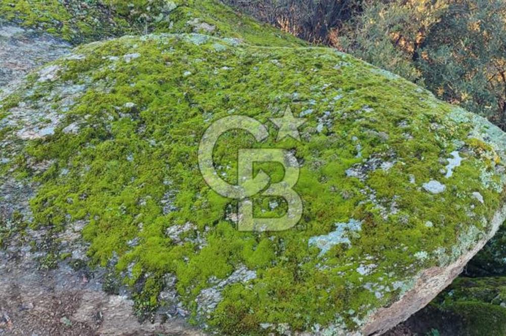 Aydın - Çakırbeyli Adnan Menderes'in Meşhur Köyünde Eşsiz Numeratajlı Arazi