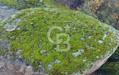 Aydın - Çakırbeyli Adnan Menderes'in Meşhur Köyünde Eşsiz Numeratajlı Arazi