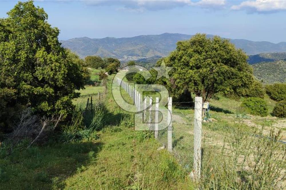 Aydın - Çakırbeyli Adnan Menderes'in Meşhur Köyünde Eşsiz Numeratajlı Arazi