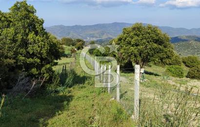 Aydın - Çakırbeyli Adnan Menderes'in Meşhur Köyünde Eşsiz Numeratajlı Arazi