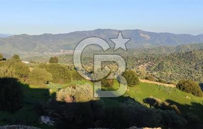 Aydın - Çakırbeyli Adnan Menderes'in Meşhur Köyünde Eşsiz Numeratajlı Arazi