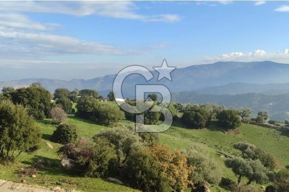 Aydın - Çakırbeyli Adnan Menderes'in Meşhur Köyünde Eşsiz Numeratajlı Arazi