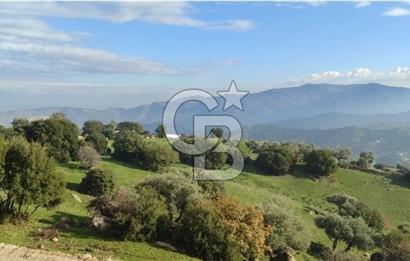 Aydın - Çakırbeyli Adnan Menderes'in Meşhur Köyünde Eşsiz Numeratajlı Arazi