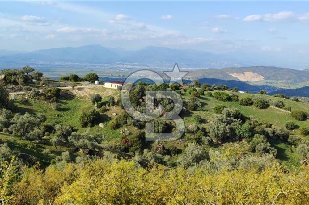 Aydın - Çakırbeyli Adnan Menderes'in Meşhur Köyünde Eşsiz Numeratajlı Arazi