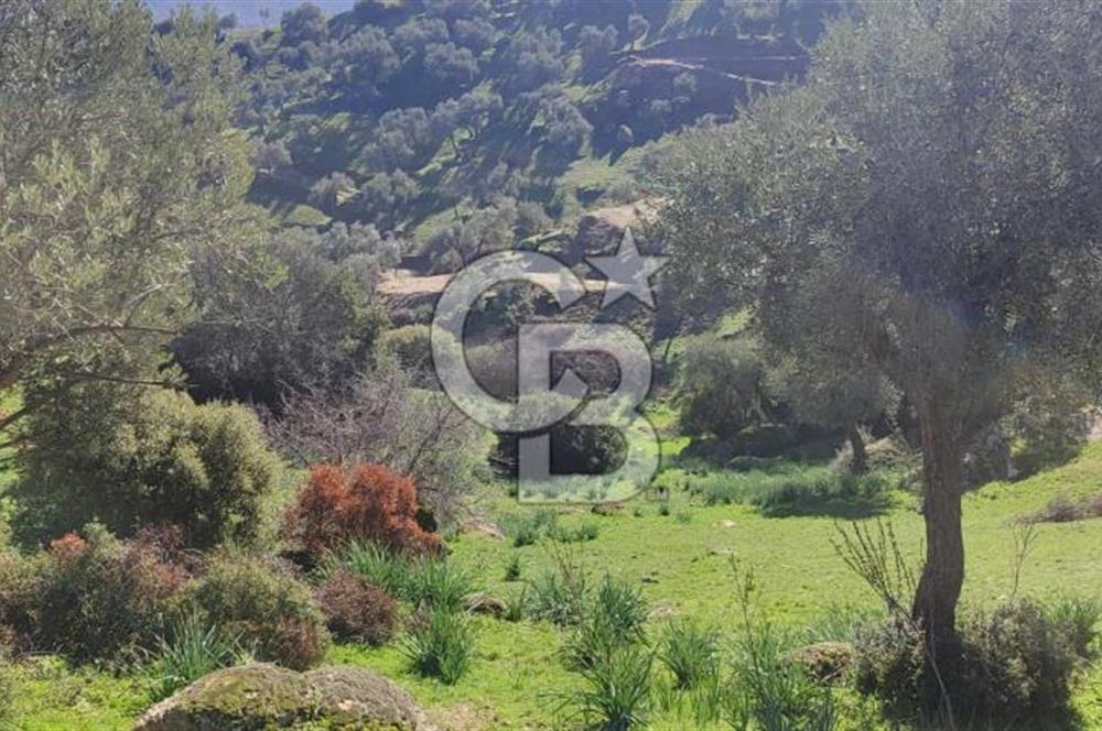 Aydın - Çakırbeyli Adnan Menderes'in Meşhur Köyünde Eşsiz Numeratajlı Arazi