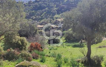 Aydın - Çakırbeyli Adnan Menderes'in Meşhur Köyünde Eşsiz Numeratajlı Arazi