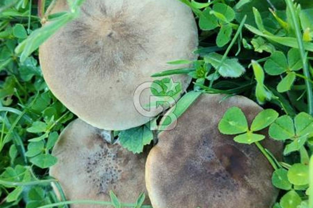 Aydın - Çakırbeyli Adnan Menderes'in Meşhur Köyünde Eşsiz Numeratajlı Arazi