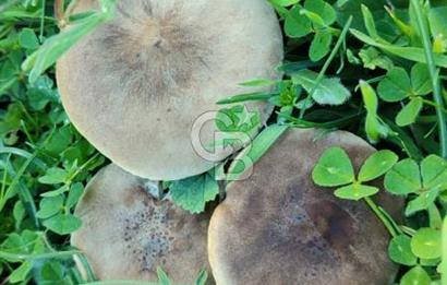 Aydın - Çakırbeyli Adnan Menderes'in Meşhur Köyünde Eşsiz Numeratajlı Arazi