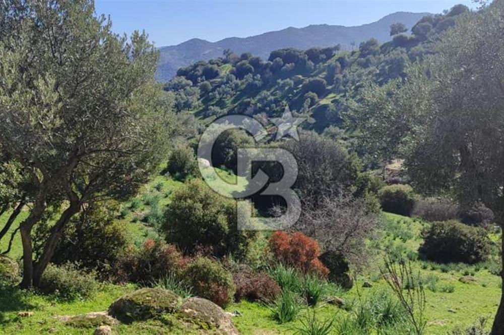 Aydın - Çakırbeyli Adnan Menderes'in Meşhur Köyünde Eşsiz Numeratajlı Arazi