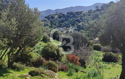 Aydın - Çakırbeyli Adnan Menderes'in Meşhur Köyünde Eşsiz Numeratajlı Arazi