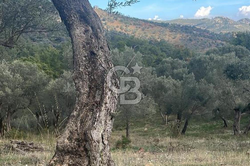 SEFERİHİSAR ORHANLIDA KÖYE 500 METRE TEK TAPU 8.430.00 M2 TARLA 