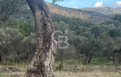 SEFERİHİSAR ORHANLIDA KÖYE 500 METRE TEK TAPU 8.430.00 M2 TARLA 