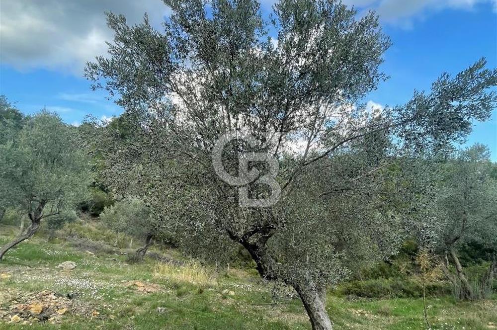 SEFERİHİSAR ORHANLIDA KÖYE 500 METRE TEK TAPU 8.430.00 M2 TARLA 