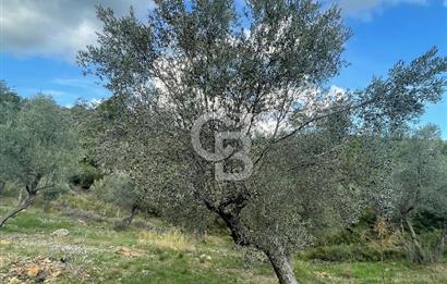 SEFERİHİSAR ORHANLIDA KÖYE 500 METRE TEK TAPU 8.430.00 M2 TARLA 