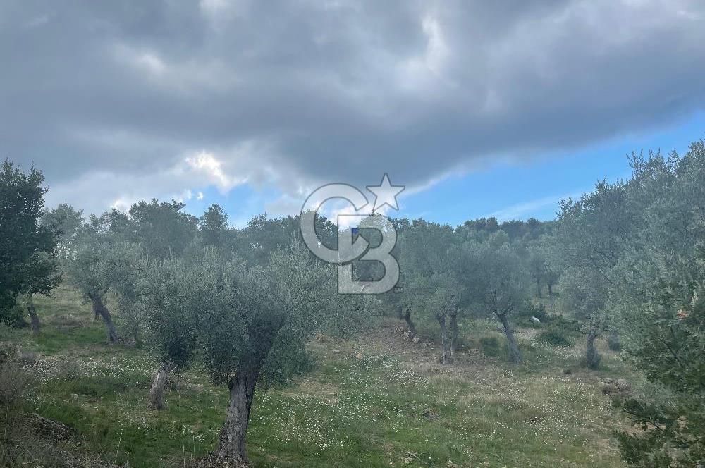 SEFERİHİSAR ORHANLIDA KÖYE 500 METRE TEK TAPU 8.430.00 M2 TARLA 