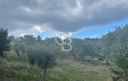 SEFERİHİSAR ORHANLIDA KÖYE 500 METRE TEK TAPU 8.430.00 M2 TARLA 