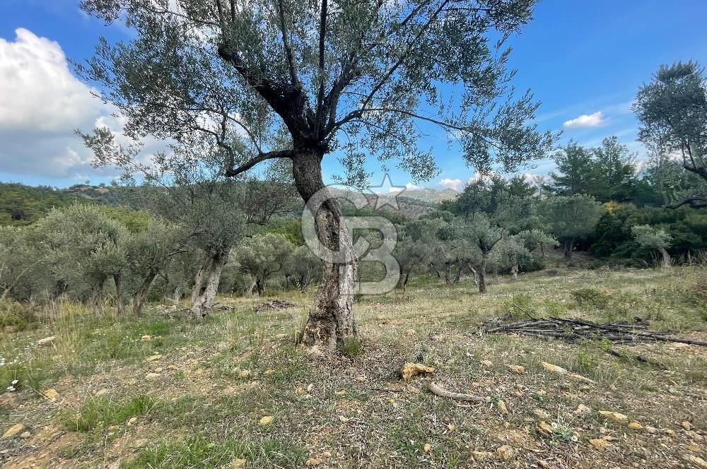 SEFERİHİSAR ORHANLIDA KÖYE 500 METRE TEK TAPU 8.430.00 M2 TARLA 