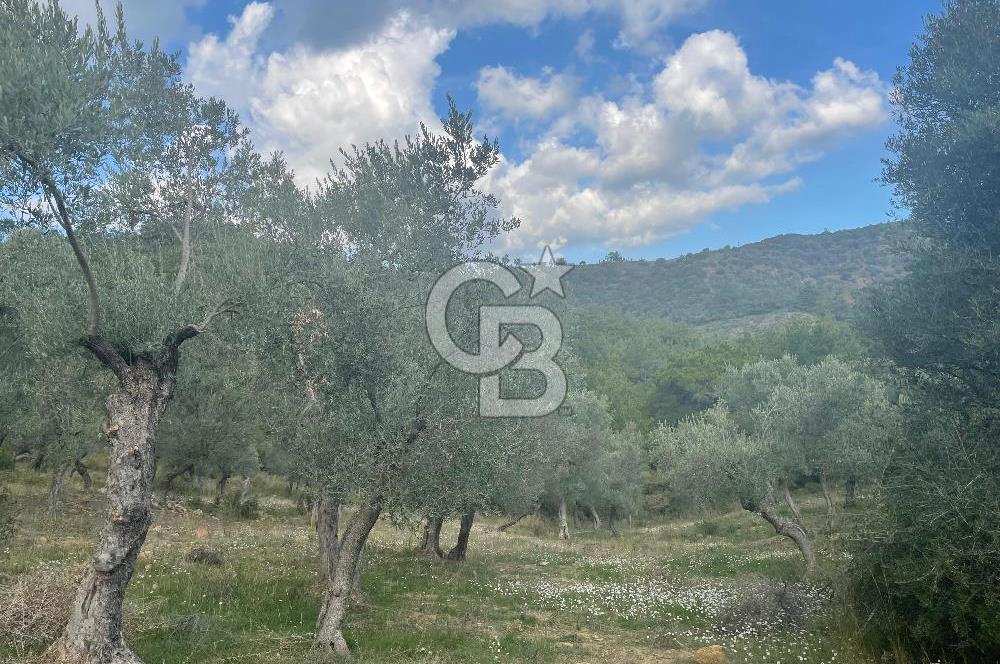 SEFERİHİSAR ORHANLIDA KÖYE 500 METRE TEK TAPU 8.430.00 M2 TARLA 