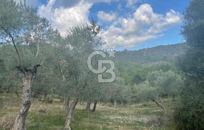 SEFERİHİSAR ORHANLIDA KÖYE 500 METRE TEK TAPU 8.430.00 M2 TARLA 