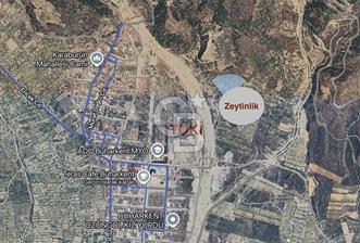 Satılık Yüksek verimli  Zeytinlik - 8 - 318956