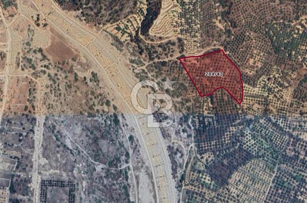 Satılık Yüksek verimli  Zeytinlik