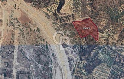 Satılık Yüksek verimli  Zeytinlik