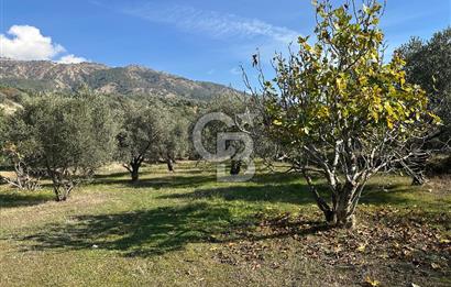 Satılık Yüksek verimli  Zeytinlik