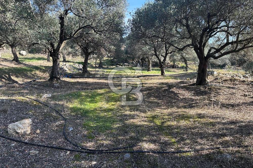 Satılık Yüksek verimli  Zeytinlik