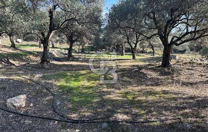 Satılık Yüksek verimli  Zeytinlik