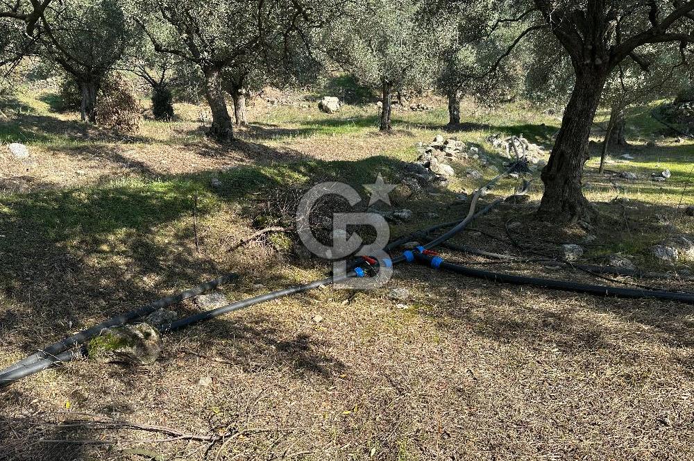 Satılık Yüksek verimli  Zeytinlik