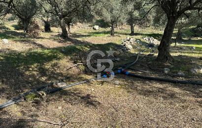 Satılık Yüksek verimli  Zeytinlik