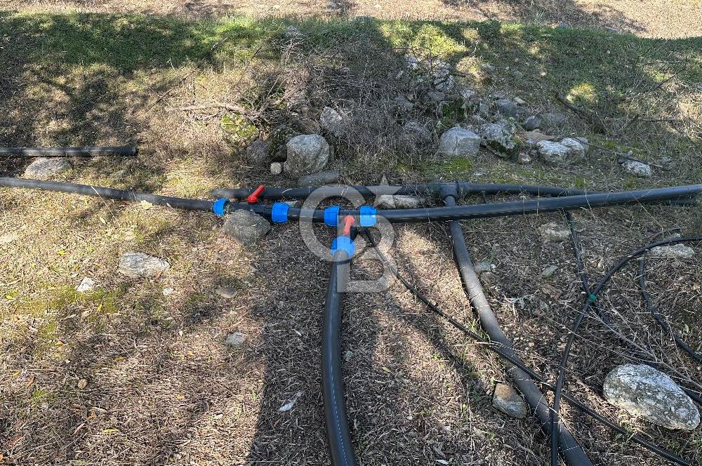 Satılık Yüksek verimli  Zeytinlik