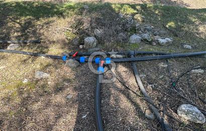 Satılık Yüksek verimli  Zeytinlik