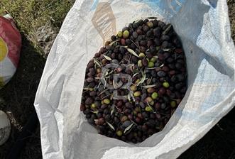 Satılık Yüksek verimli Zeytinlik - 9 - 318955