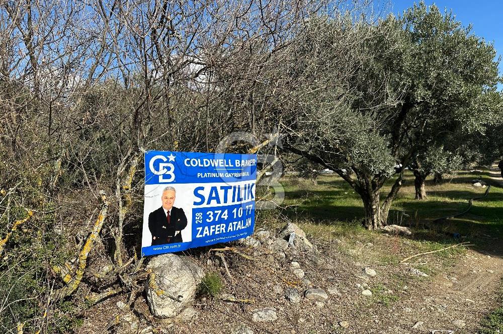Satılık Yüksek verimli Zeytinlik