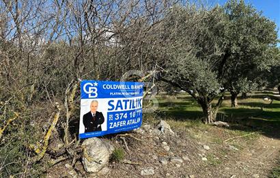 Satılık Yüksek verimli Zeytinlik