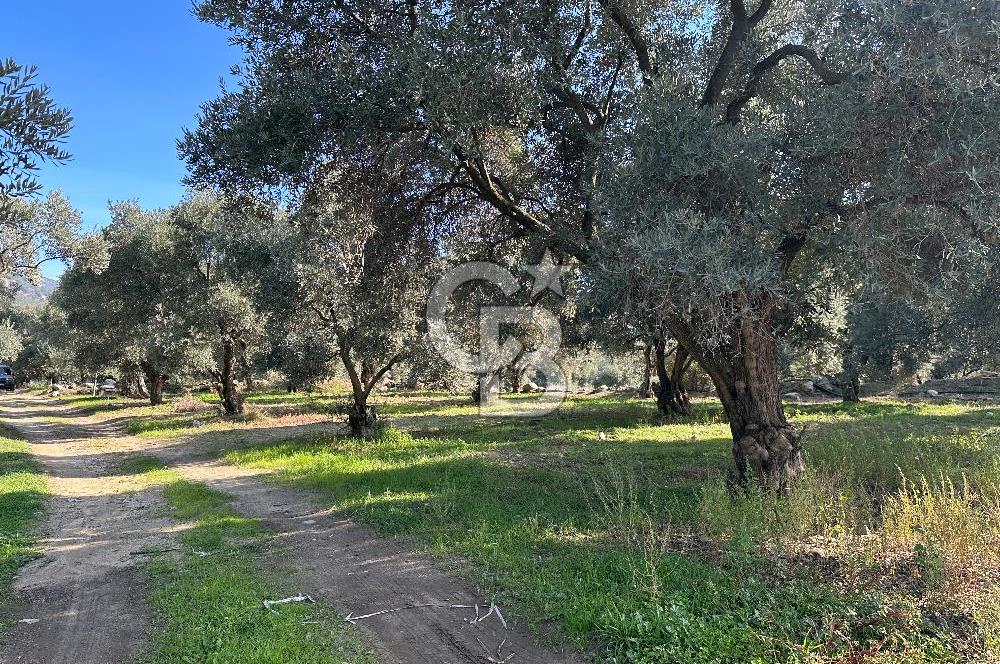 Satılık Yüksek verimli Zeytinlik