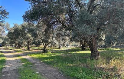 Satılık Yüksek verimli Zeytinlik