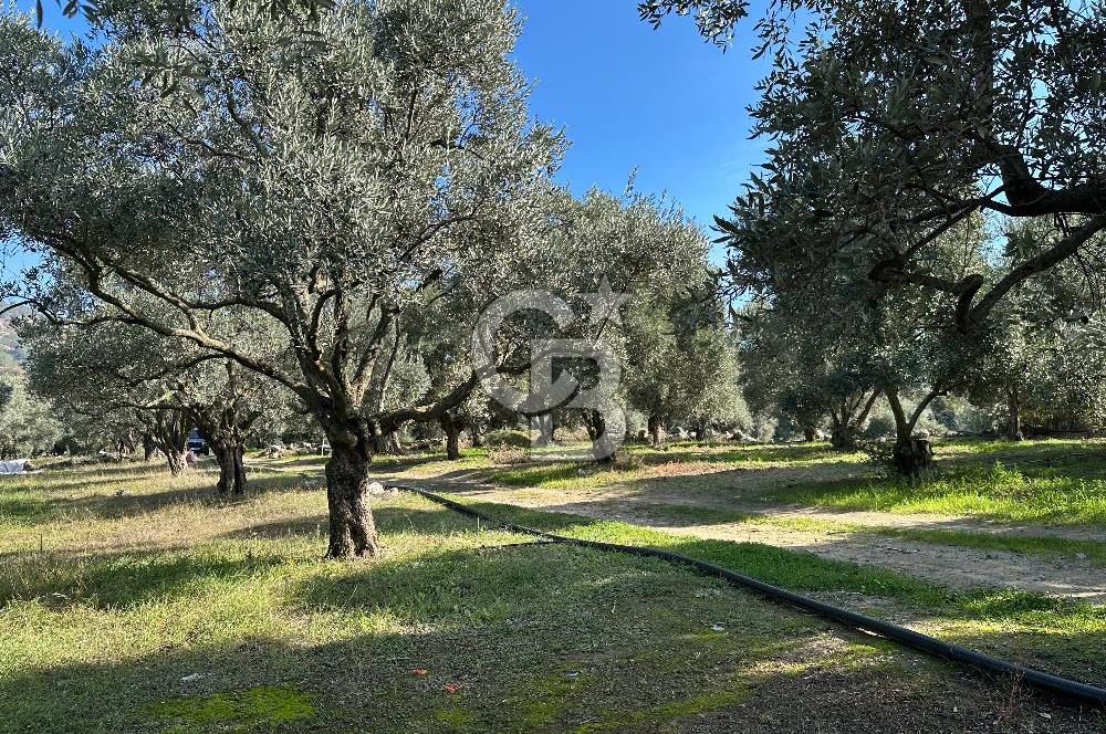 Satılık Yüksek verimli Zeytinlik