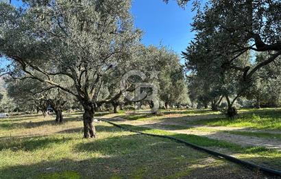 Satılık Yüksek verimli Zeytinlik