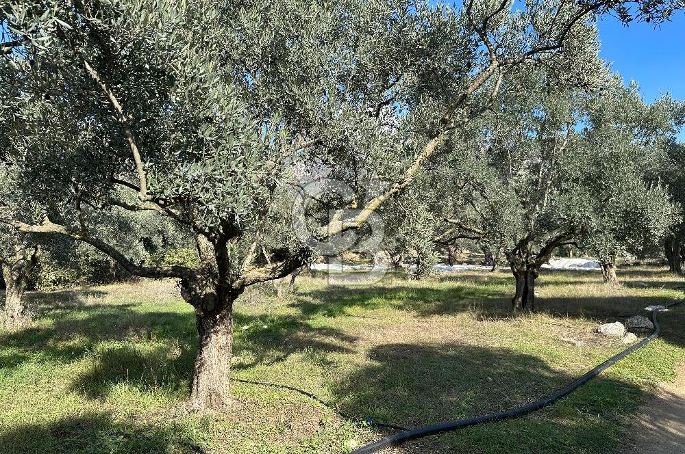 Satılık Yüksek verimli Zeytinlik