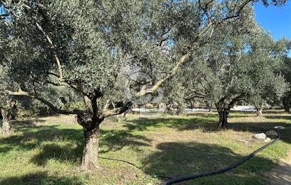 Satılık Yüksek verimli Zeytinlik